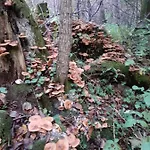 ホームステイ Spichlerz リジェボ