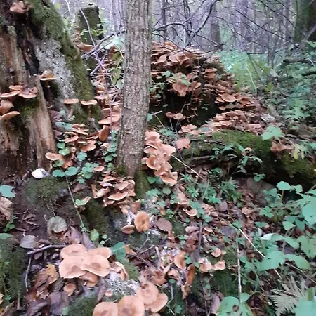 Ubytování v soukromí Spichlerz Rydzewo (Gizycko)