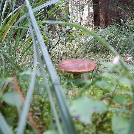 Ubytování v soukromí Spichlerz Rydzewo (Gizycko)